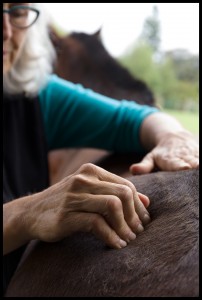 Barbara Breckenfeld equine massage