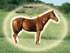 Equine Energy Healing Clinic @ Wild Horse Mountain Farm
