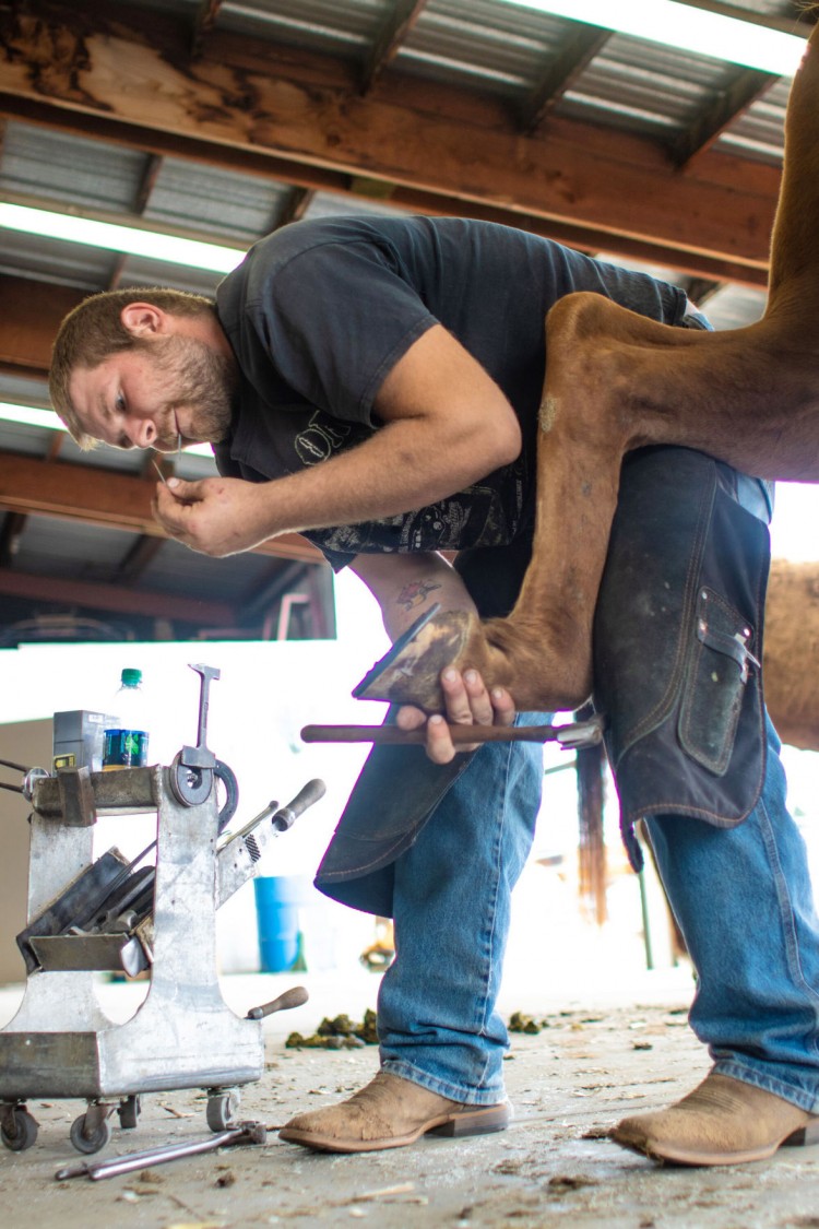 Walla Walla Community College Farrier Program To End NW Equine